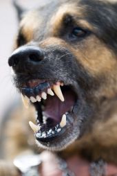 Snarling dog